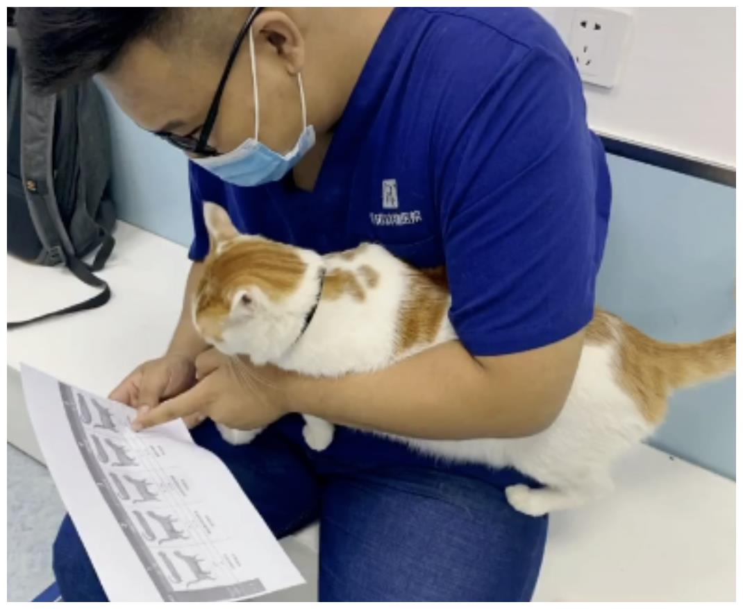 被强制绝育的橘猫，从此赖在了医院，还混成了副院长休闲区蓝鸢梦想 - Www.slyday.coM