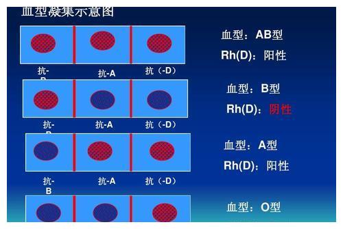 由于汉族人基本上都是rh阳性,rh阴性的人数只占不到0.