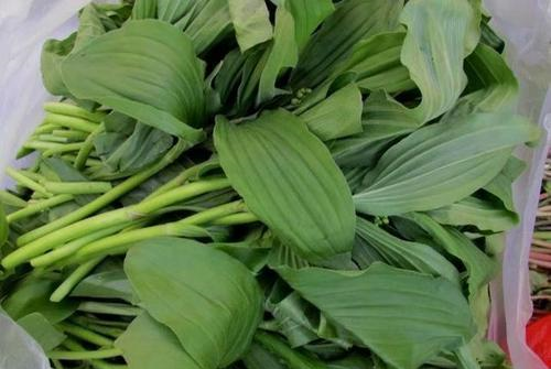 这东西,人称"山糜子",一斤能卖18元,却被误当成杂草,可惜了|糜子|野菜