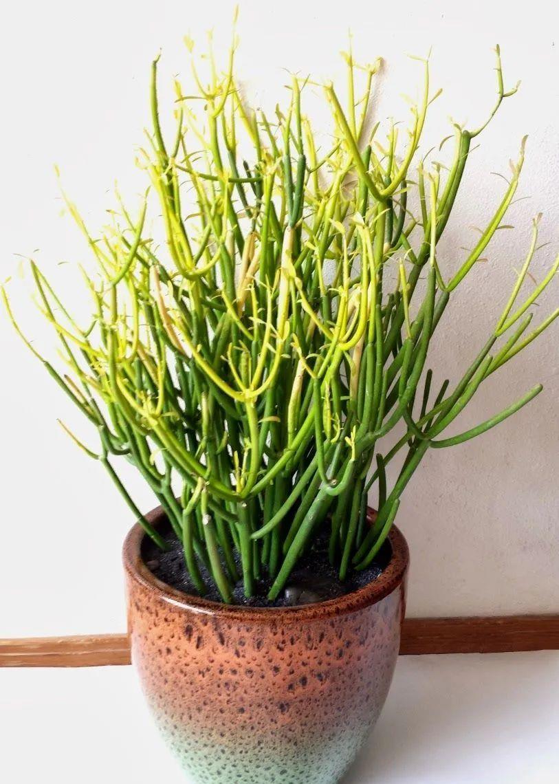 养家里的光棍树枝条长得特长剪下来水培扦插根很快冒出来