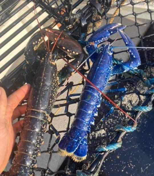 英国渔民捕获罕见蓝色龙虾几率仅为两百万分之一