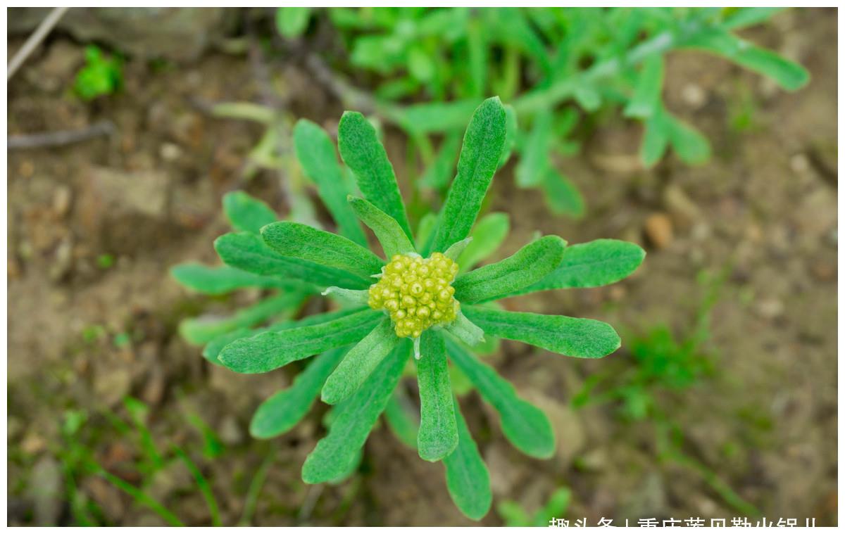 田间随处可见的清明菜,农村姑娘摘回家做成野菜粑粑,好吃超美味