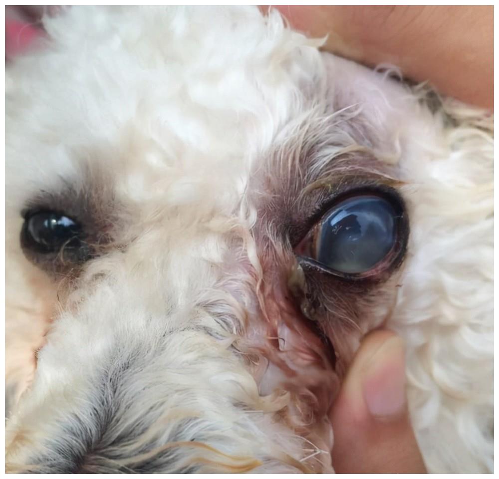 资深兽医分享狗狗眼睛发红是结膜炎还是角膜炎教你辨别