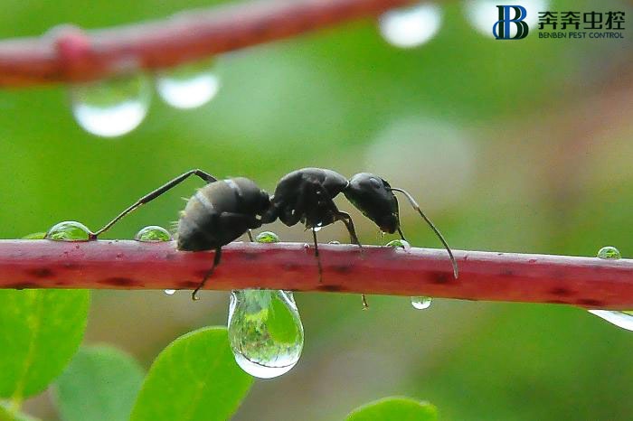 家里出现很多蚂蚁?