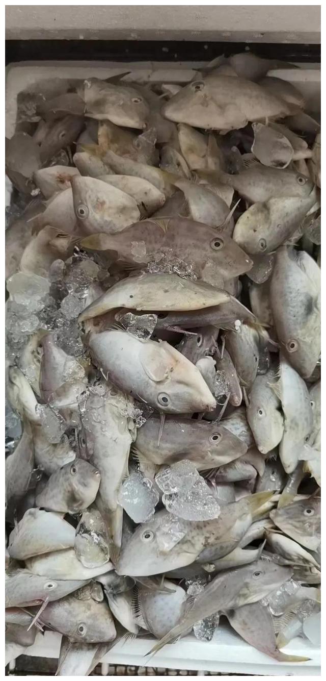 汕尾本港新鲜海鱼,怎么做都好吃的鱼__财经头条