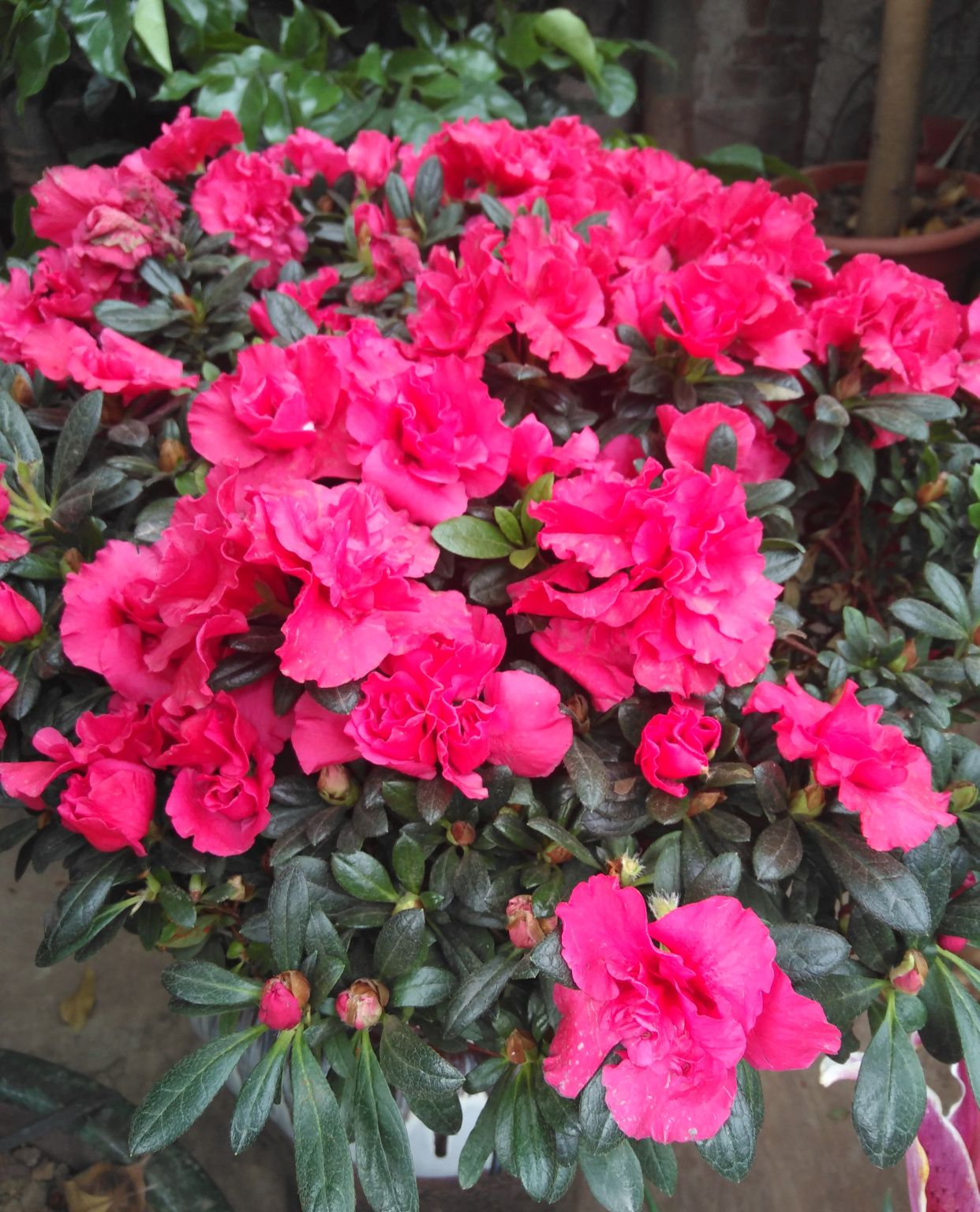 花朵茂密,叶子清脆,杜鹃花欣赏篇