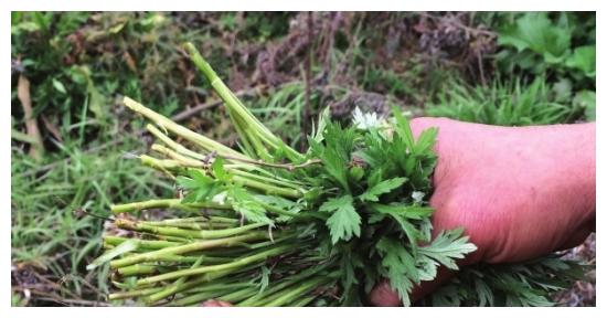 在国内,吃水艾这种野菜的,可不只有南昌人,在广东,福建,广西也颇为