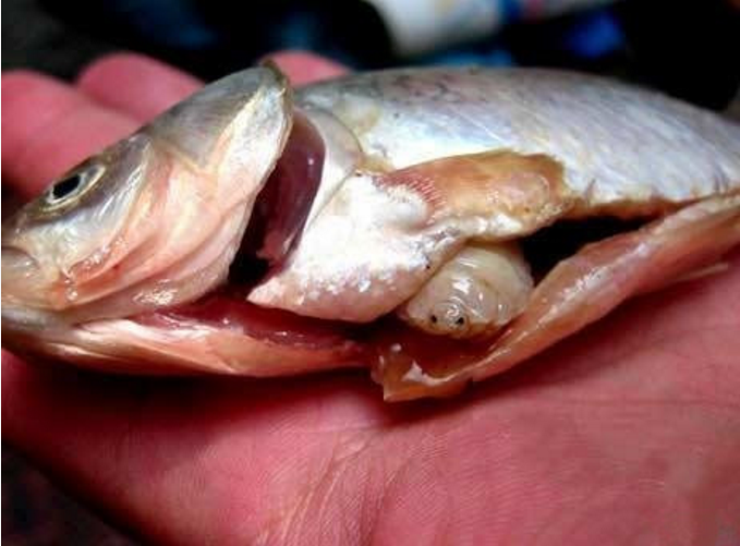 小伙切开鱼腹准备煲汤看到鱼肚一幕吓得把鱼丢了