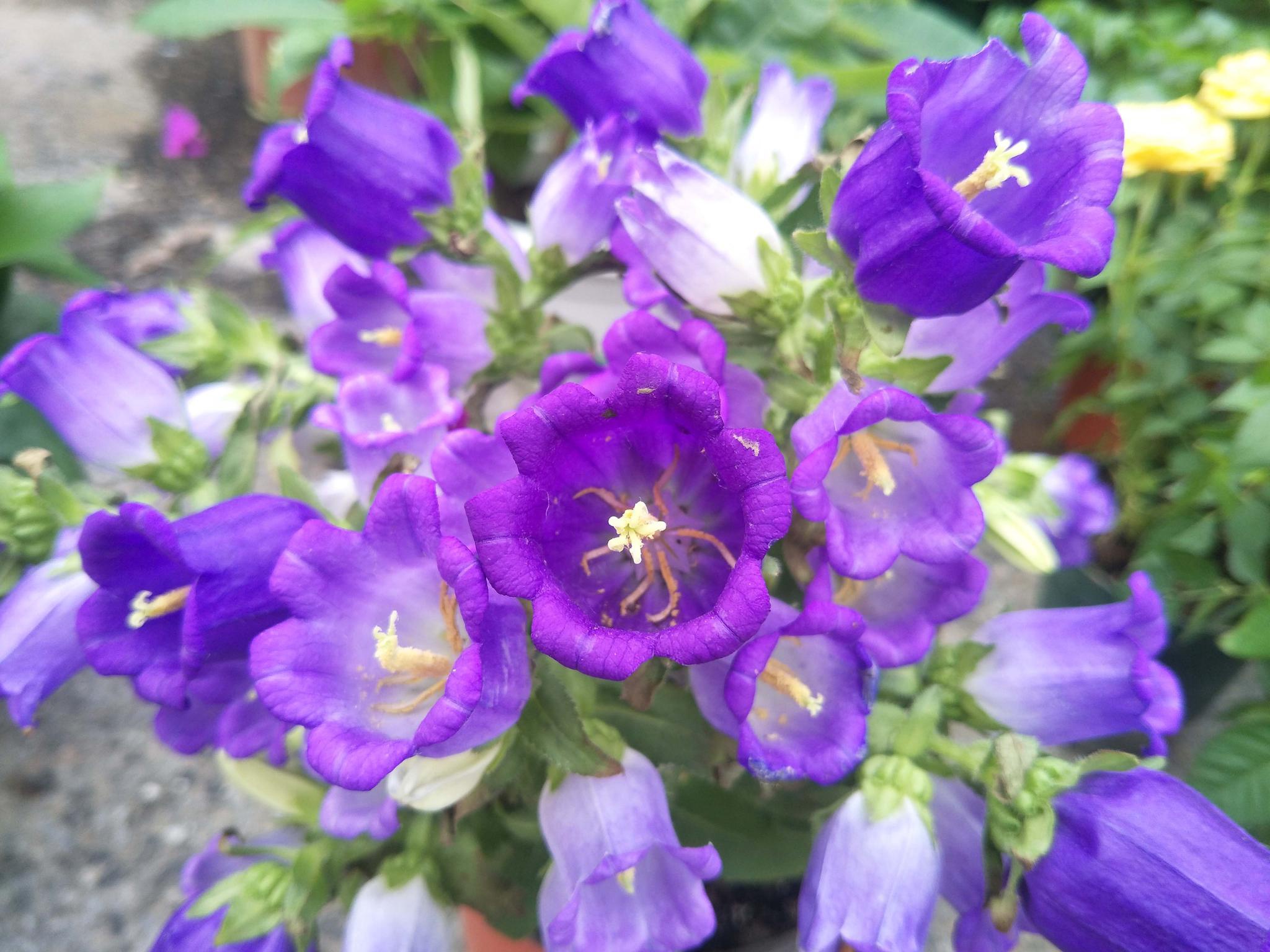 风铃草原创拍摄