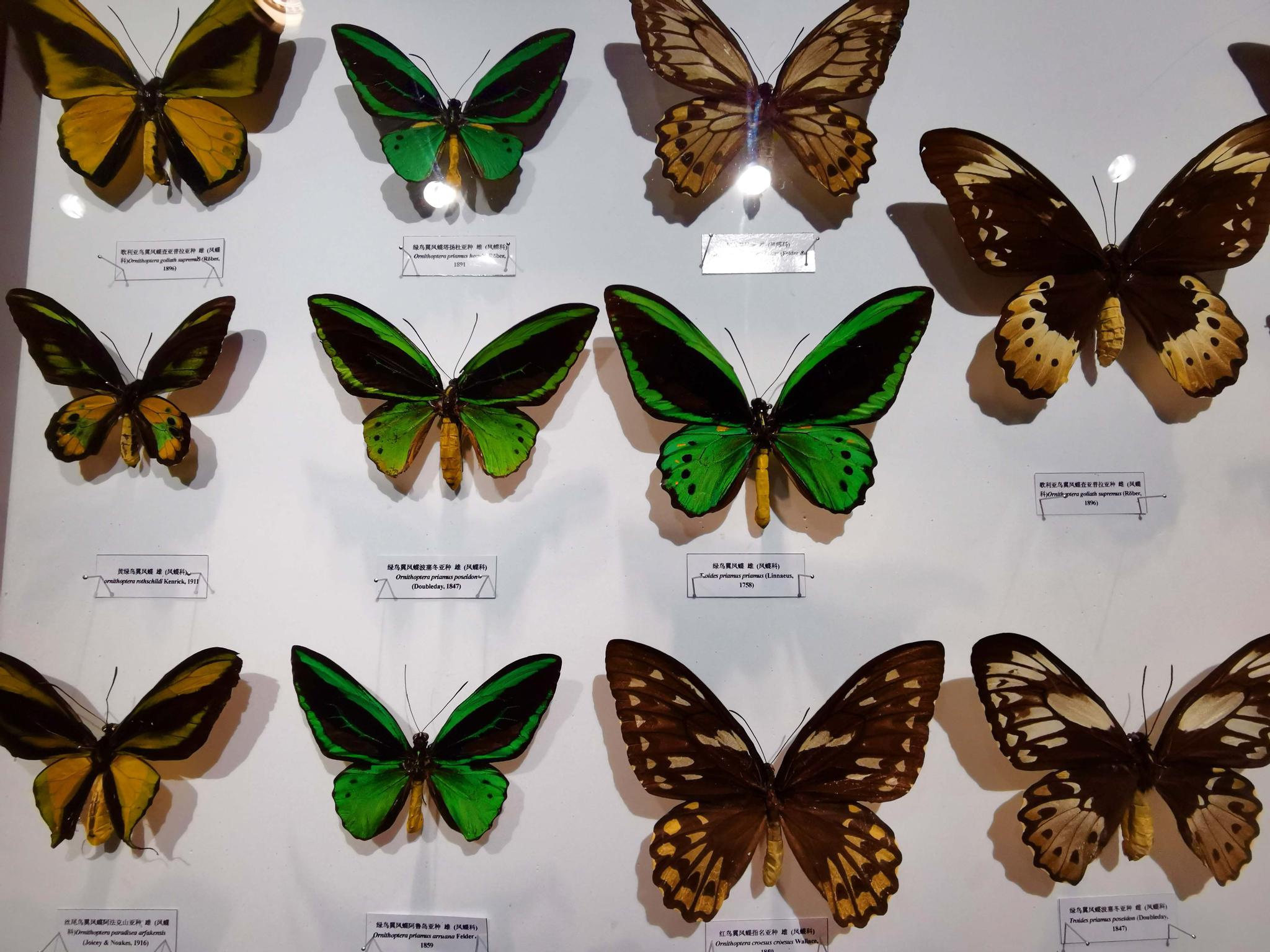 长春自然博物馆美丽的蝴蝶标本,原创拍摄