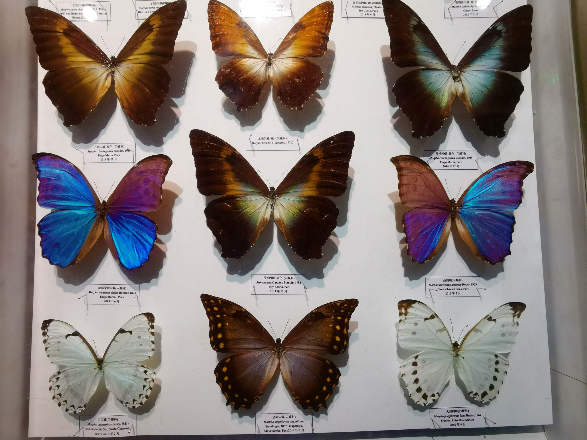 长春自然博物馆蝴蝶标本,原创拍摄