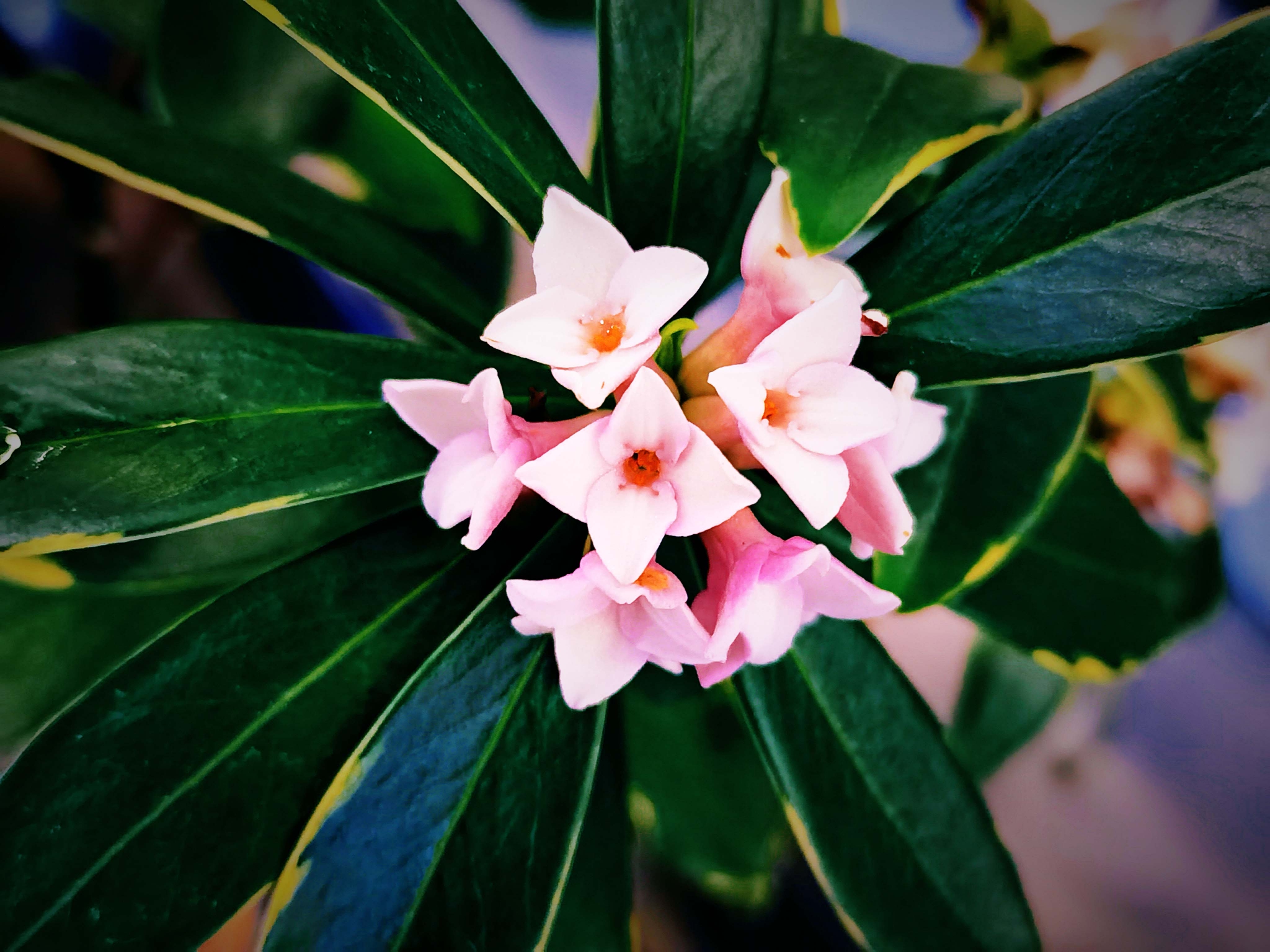 金边瑞香花原创拍摄