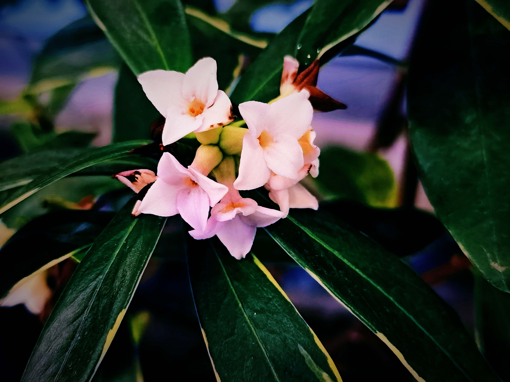 金边瑞香花原创拍摄