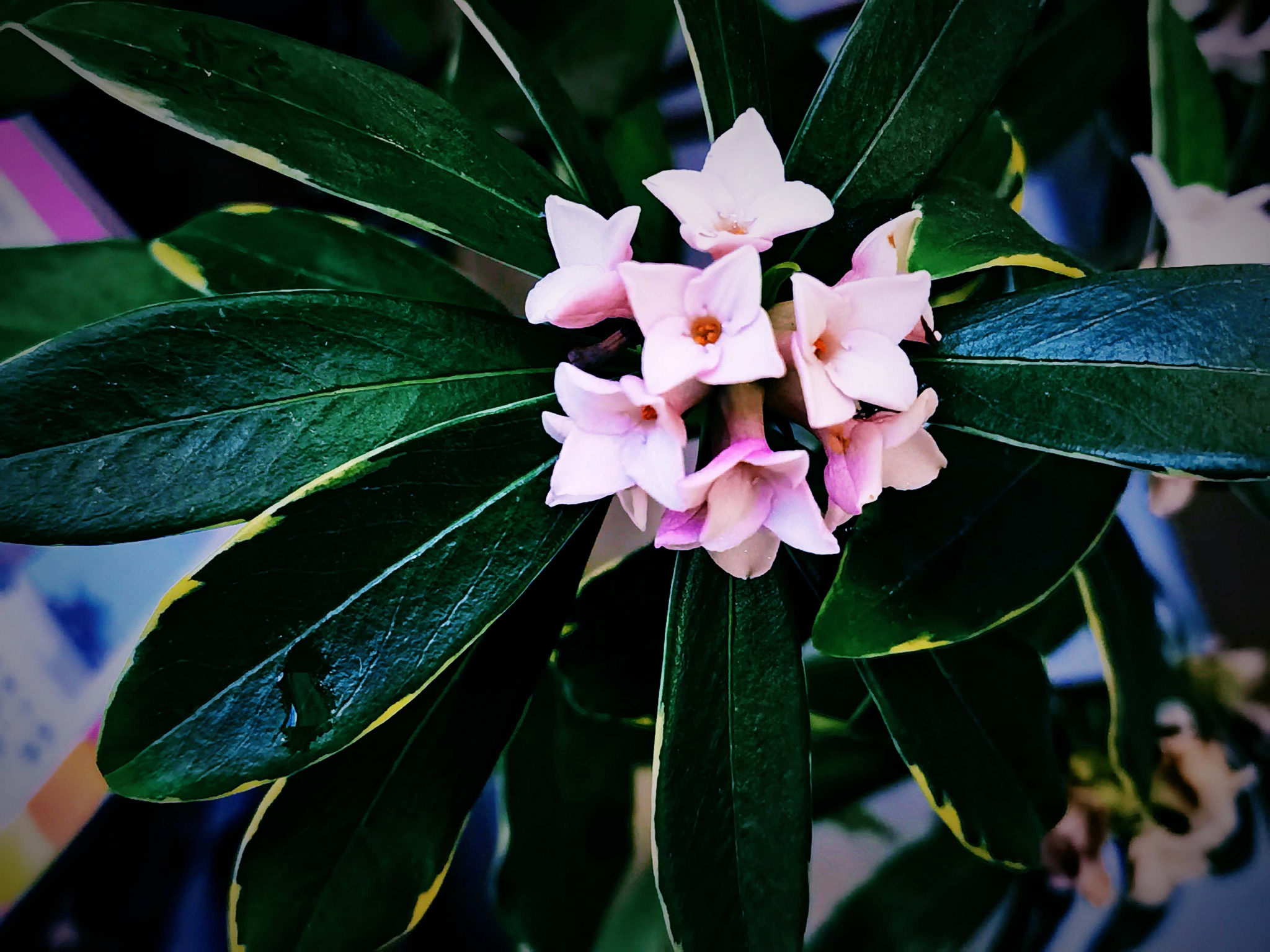 金边瑞香花原创拍摄