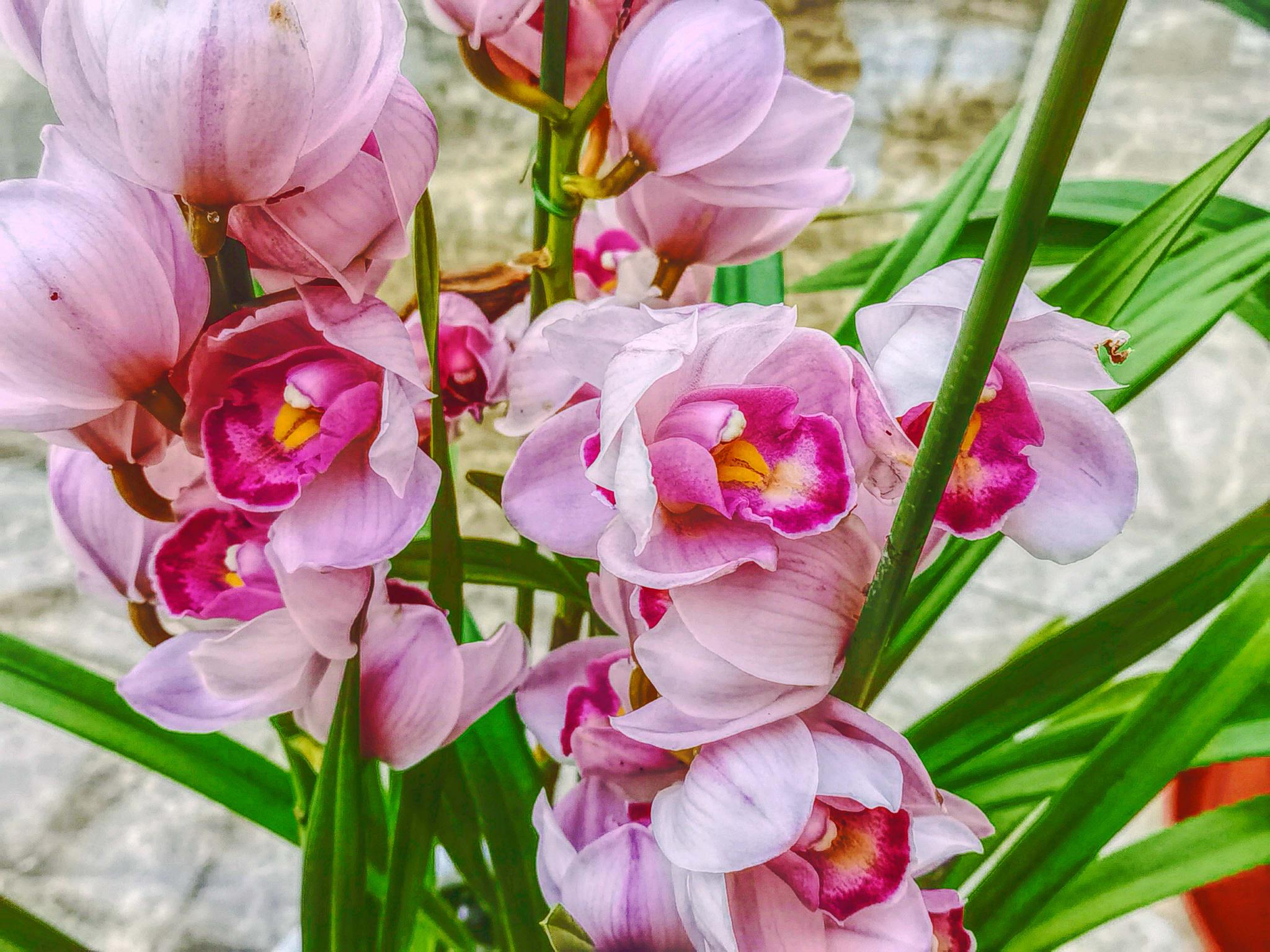 大花蕙兰原创拍摄