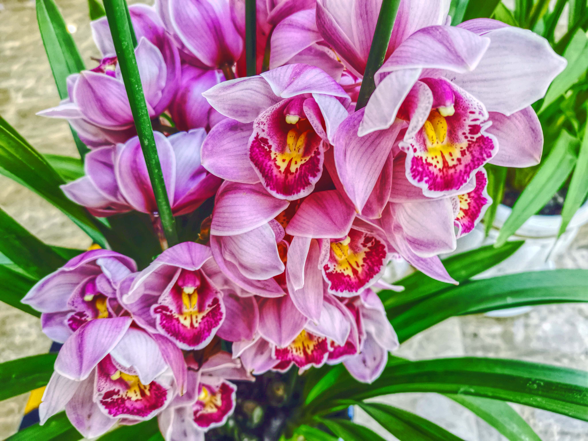 大花蕙兰原创拍摄