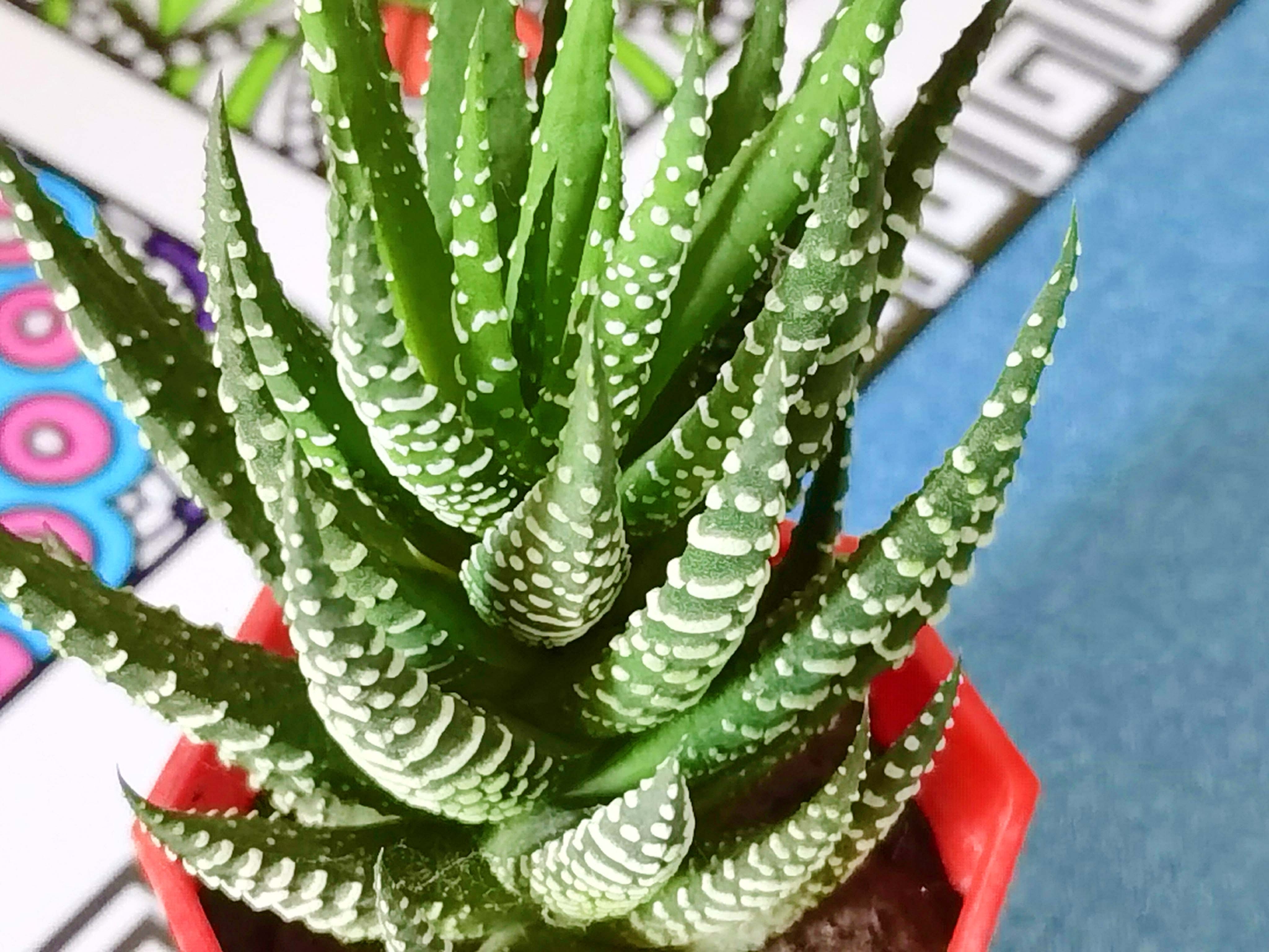 多肉植物条纹十二卷,原创拍摄|条纹十二卷|多肉植物|原创_新浪新闻