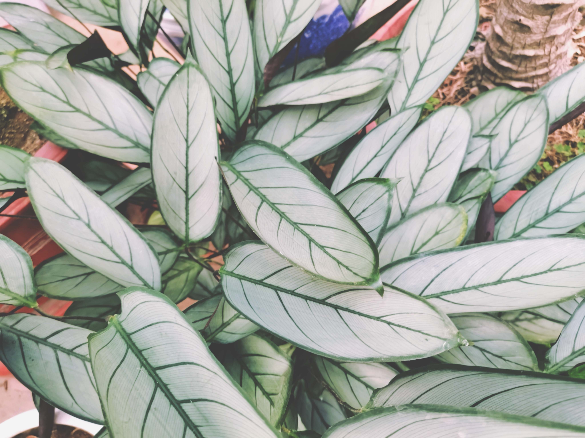 羽叶竹芋,原创拍摄|羽叶|竹芋|原创_新浪新闻