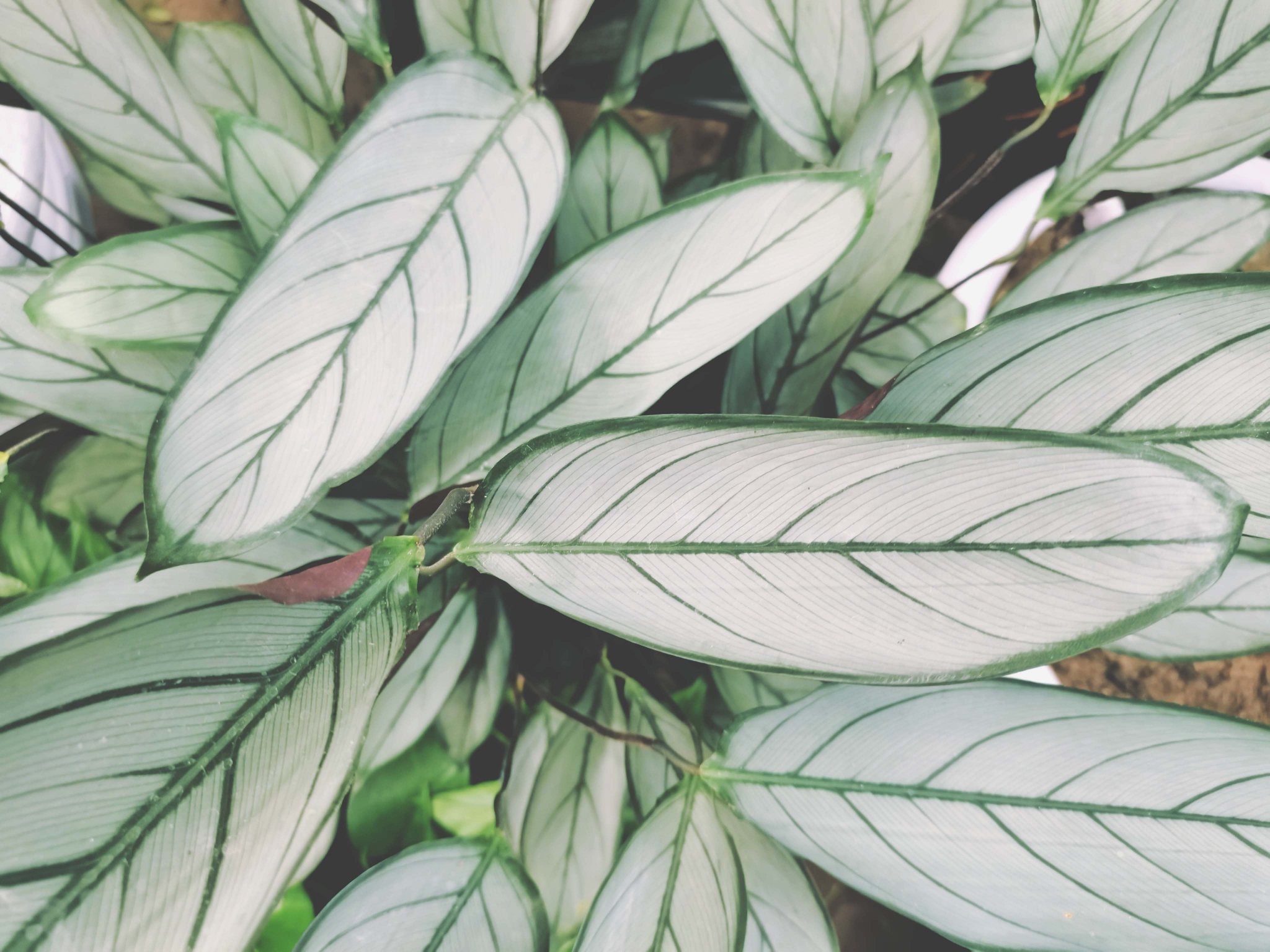 羽叶竹芋,原创拍摄|羽叶|竹芋|原创_新浪新闻