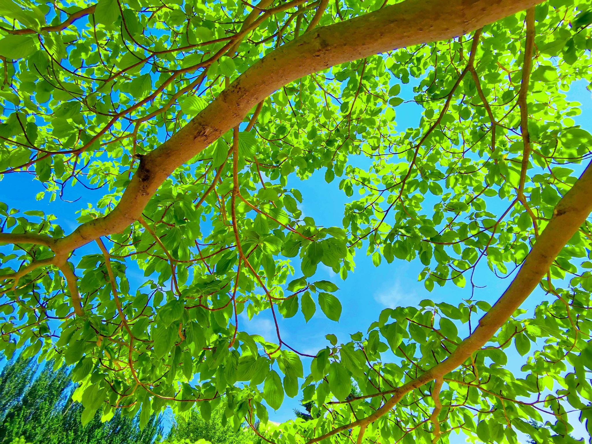 逆光下的灯台树原创拍摄