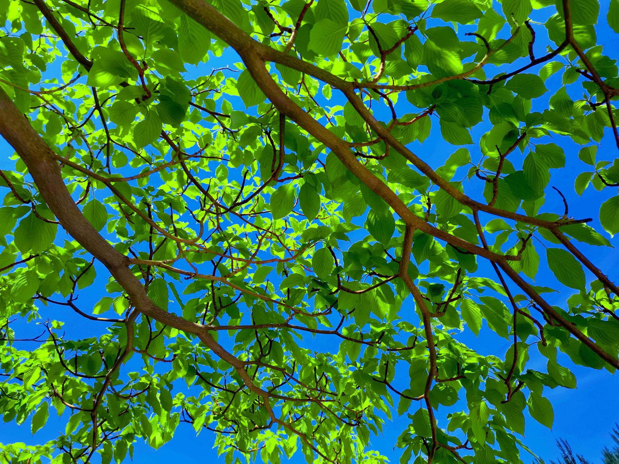 逆光下的灯台树原创拍摄