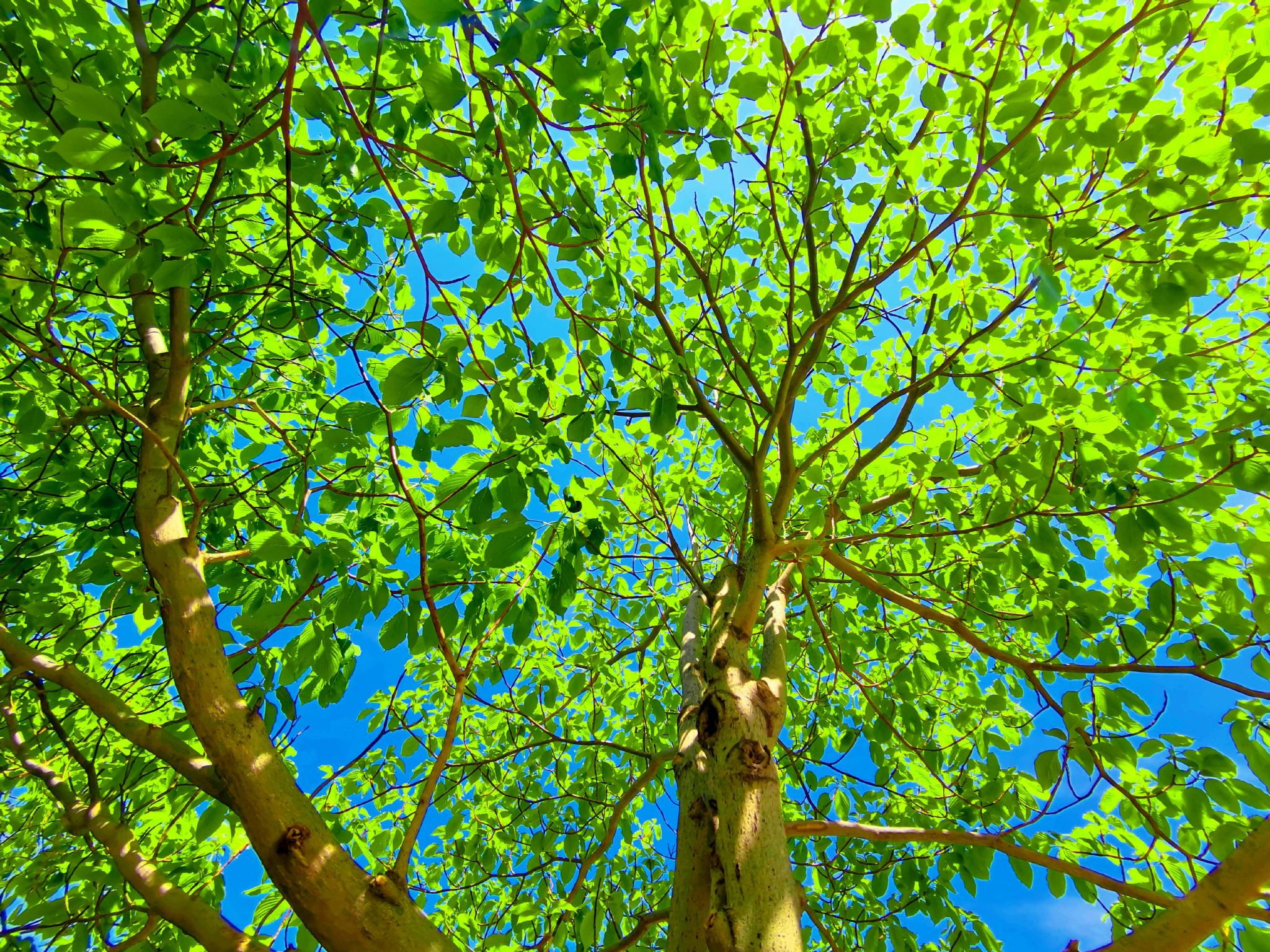 逆光下的灯台树原创拍摄