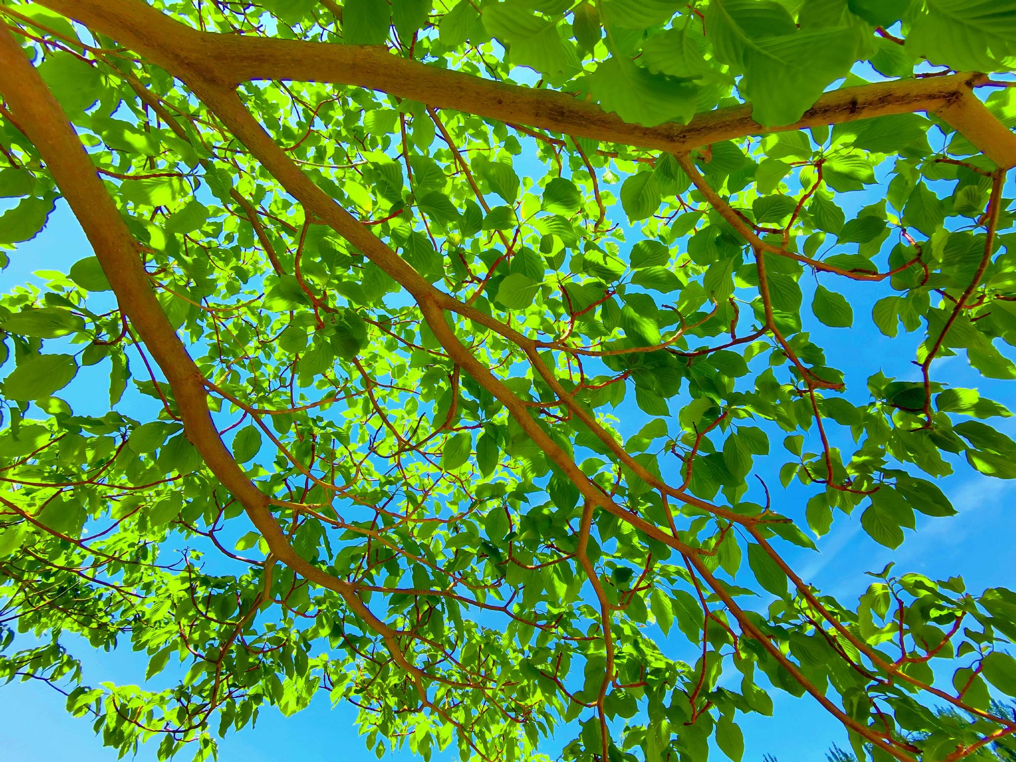 逆光下的灯台树原创拍摄