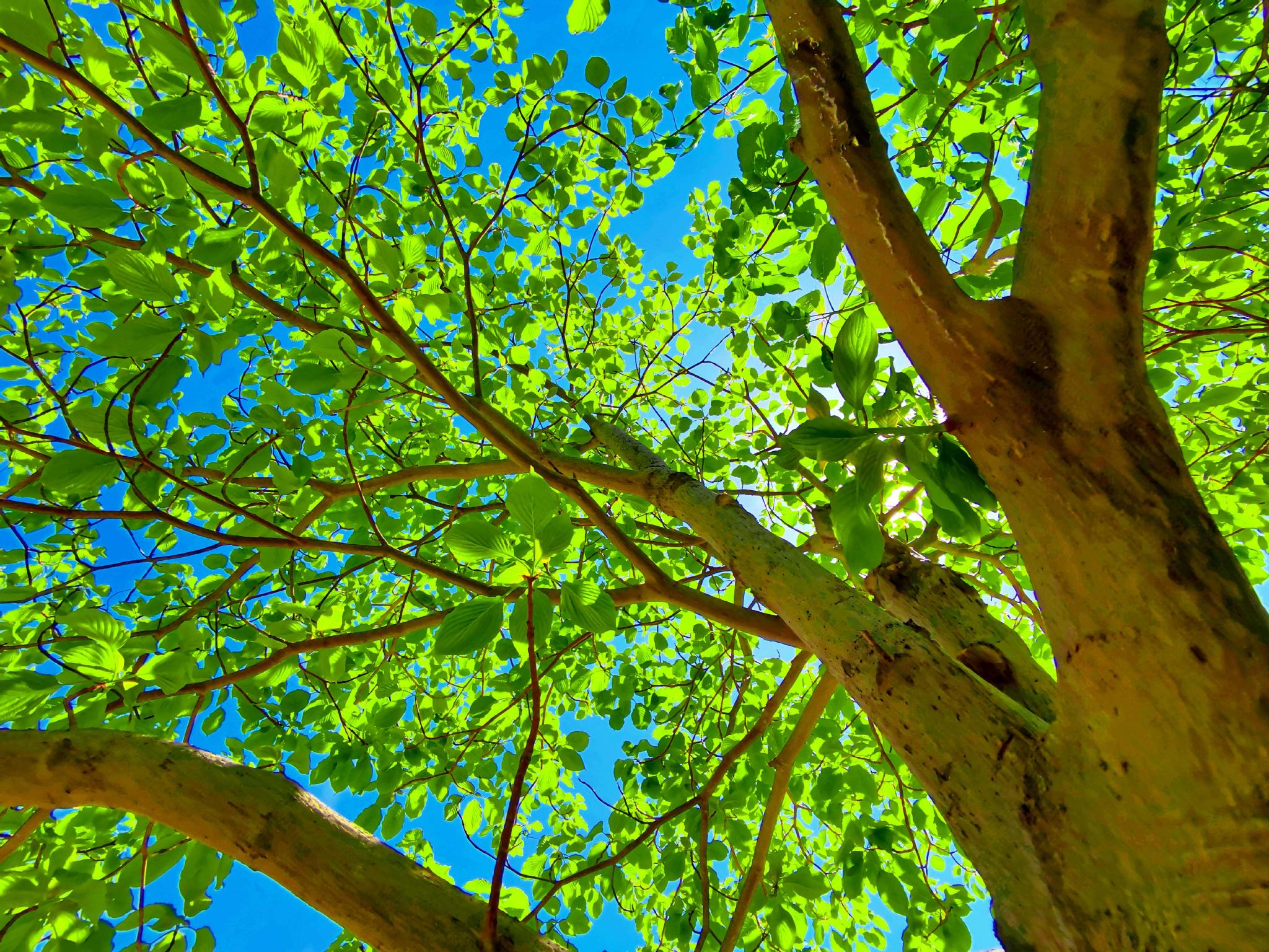 逆光下的灯台树原创拍摄