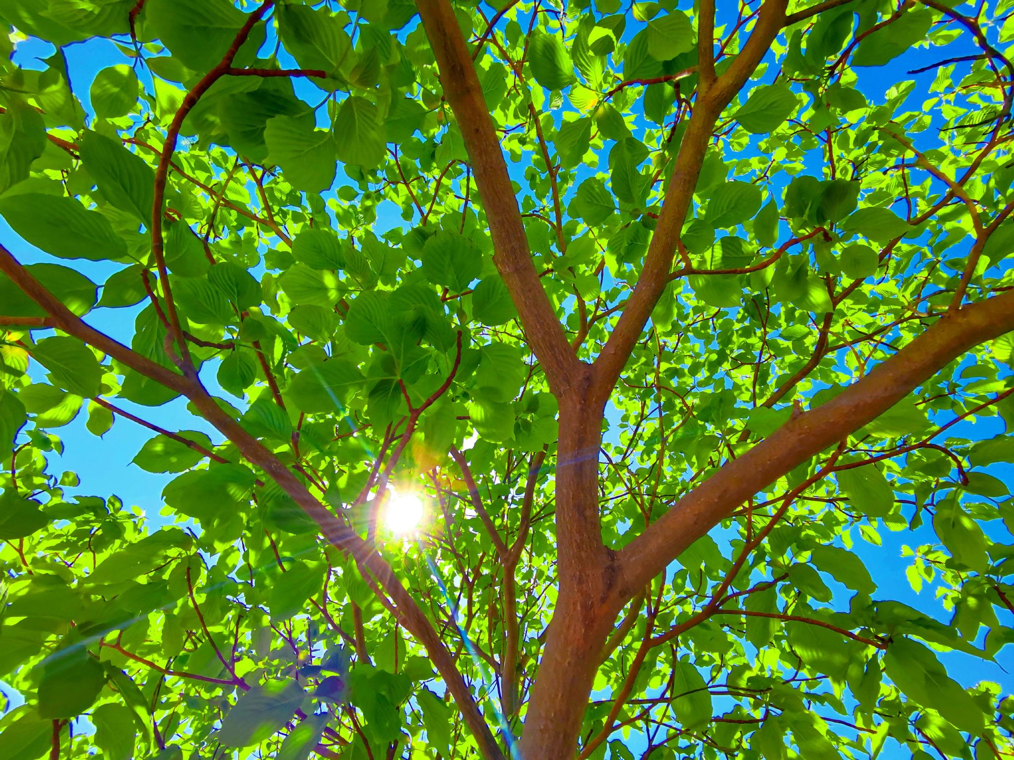 逆光下的灯台树原创拍摄