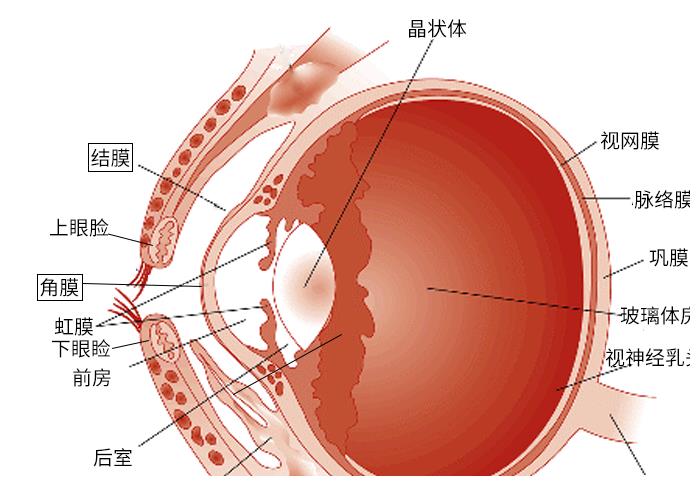 狗狗的眼部结构图本文邀请到名望宠物医院陈晓琴医生为各位家长区分一