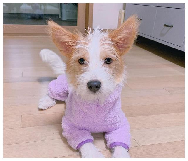 ysl全球形象大使的"妈",hank的衣服当然也得"上档次",ysl的宠物狗衣服