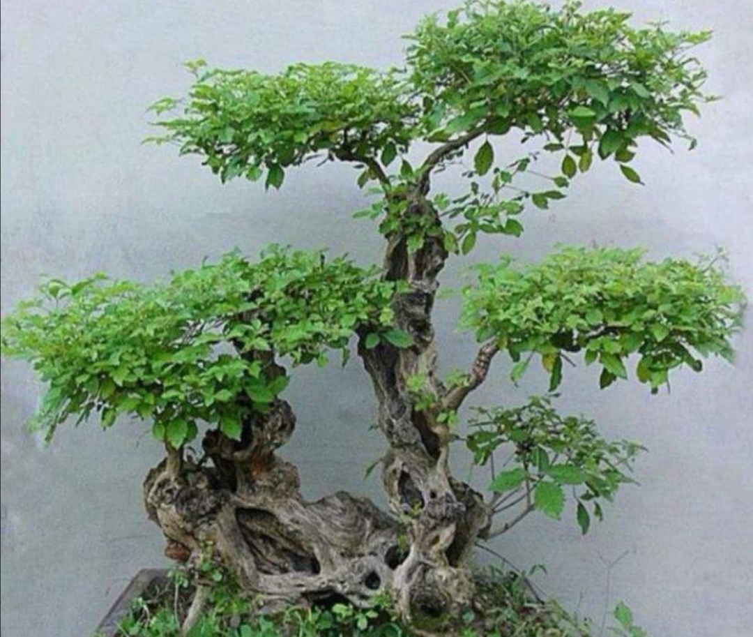 养黄荆盆景上盆前做好几个小细节易成活长势旺盛