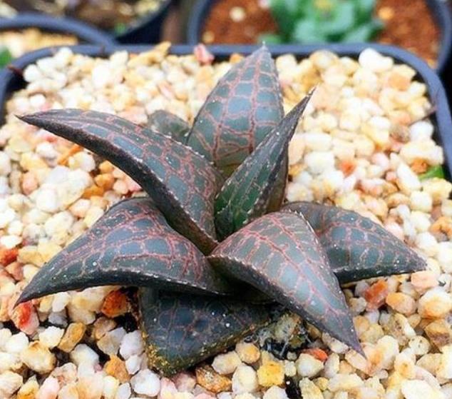 新手养花,不如养观赏精品:龙鳞,叶面纹路酷似龙的鳞片