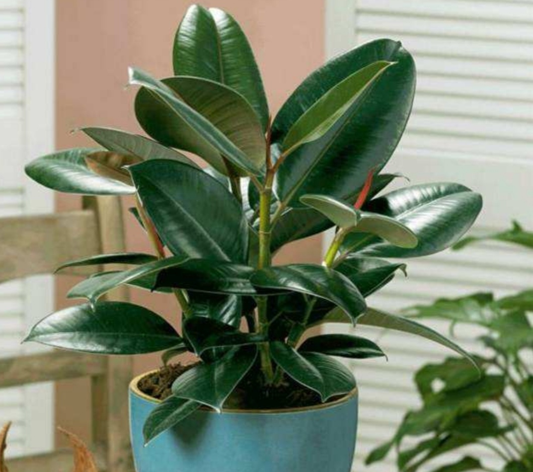 橡皮树不长新叶,向着4个方面去养,长得旺盛,叶子浓绿光亮_高清图集