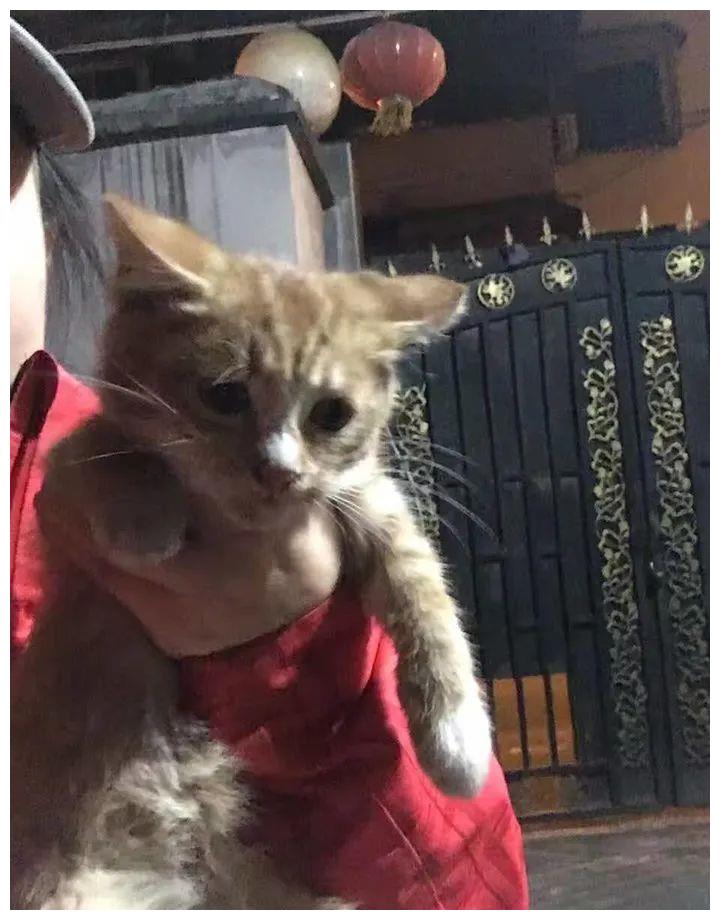 被强制绝育的橘猫，从此赖在了医院，还混成了副院长休闲区蓝鸢梦想 - Www.slyday.coM