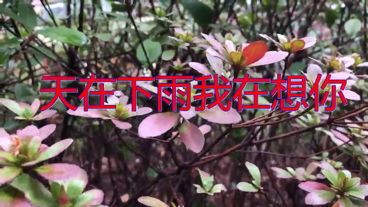 利晓伟《天在下雨我在想你》,太精彩了,好听到爆