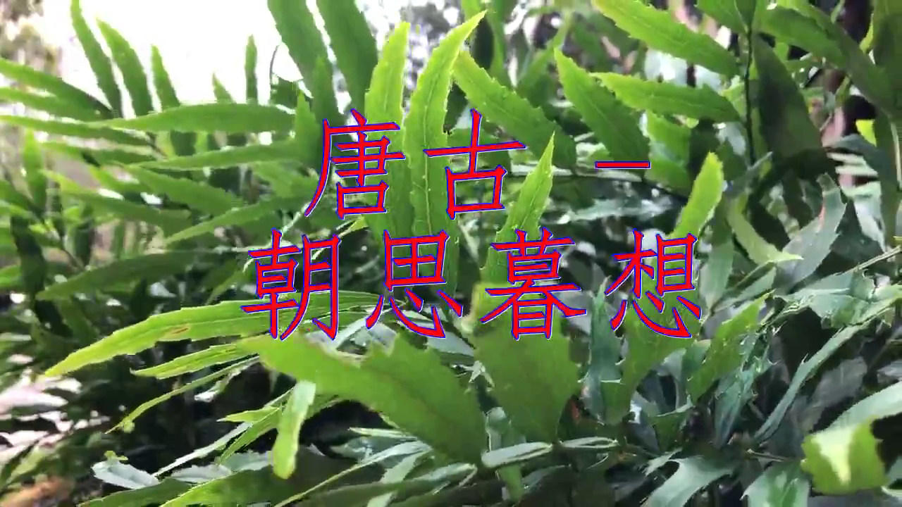 好歌分享,《唐古 - 朝思暮想》,静静聆听,太深情了
