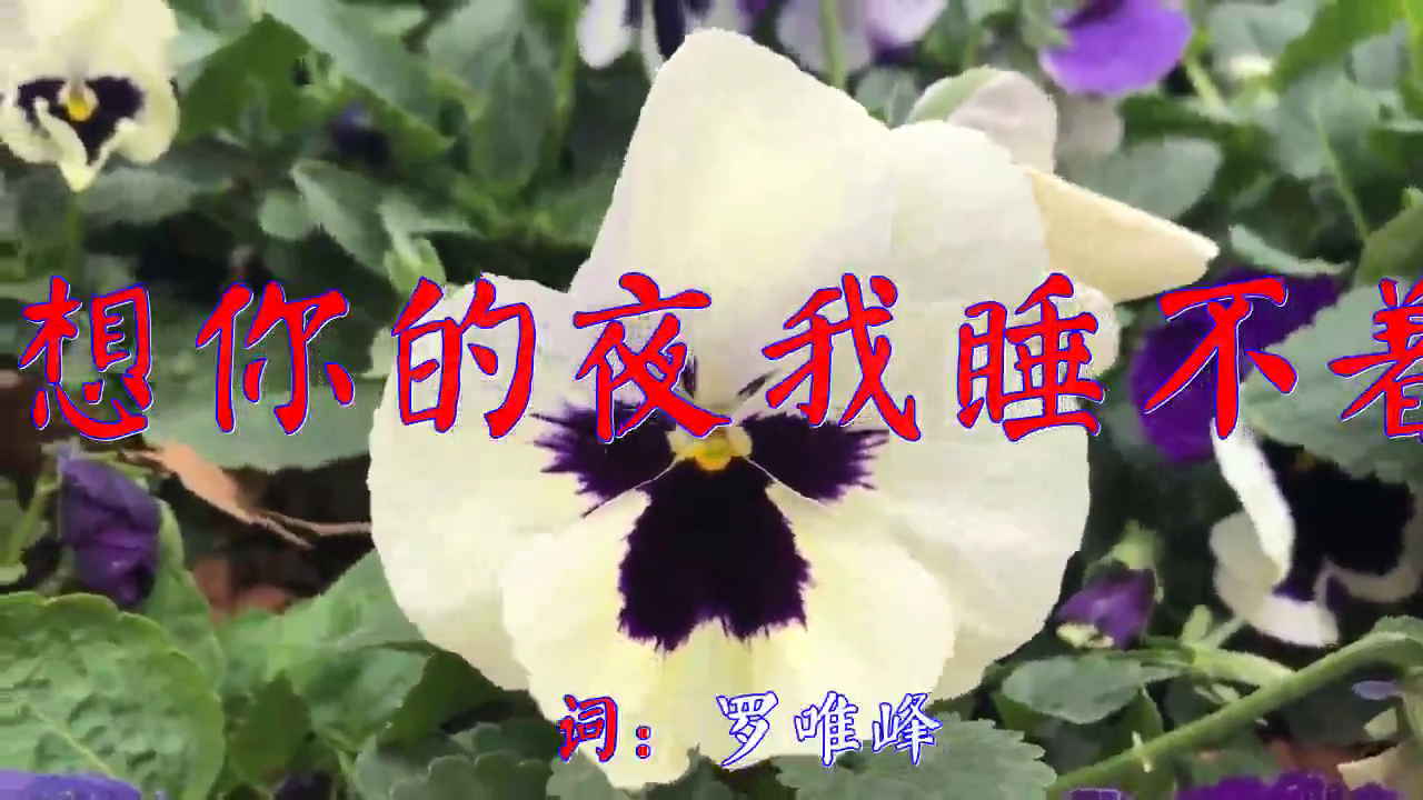 任妙音,王峰《想你的夜我睡不着》,真的好听,如黄莺出谷