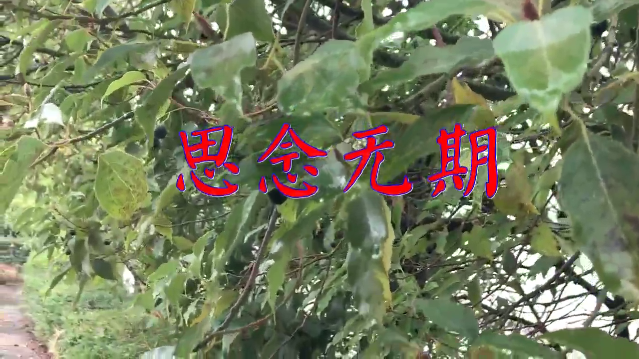 一首《思念无期》,歌词句句走心