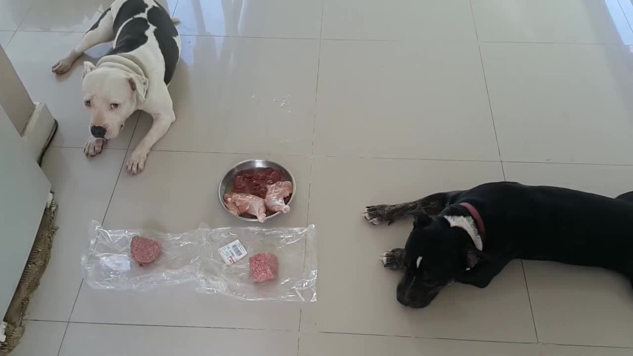 吃的比人好系列 比特犬享用碎的生牛肉 肝脏和鸡肉 吃的比人好系列 比特犬享用碎的生牛肉 肝脏和鸡肉