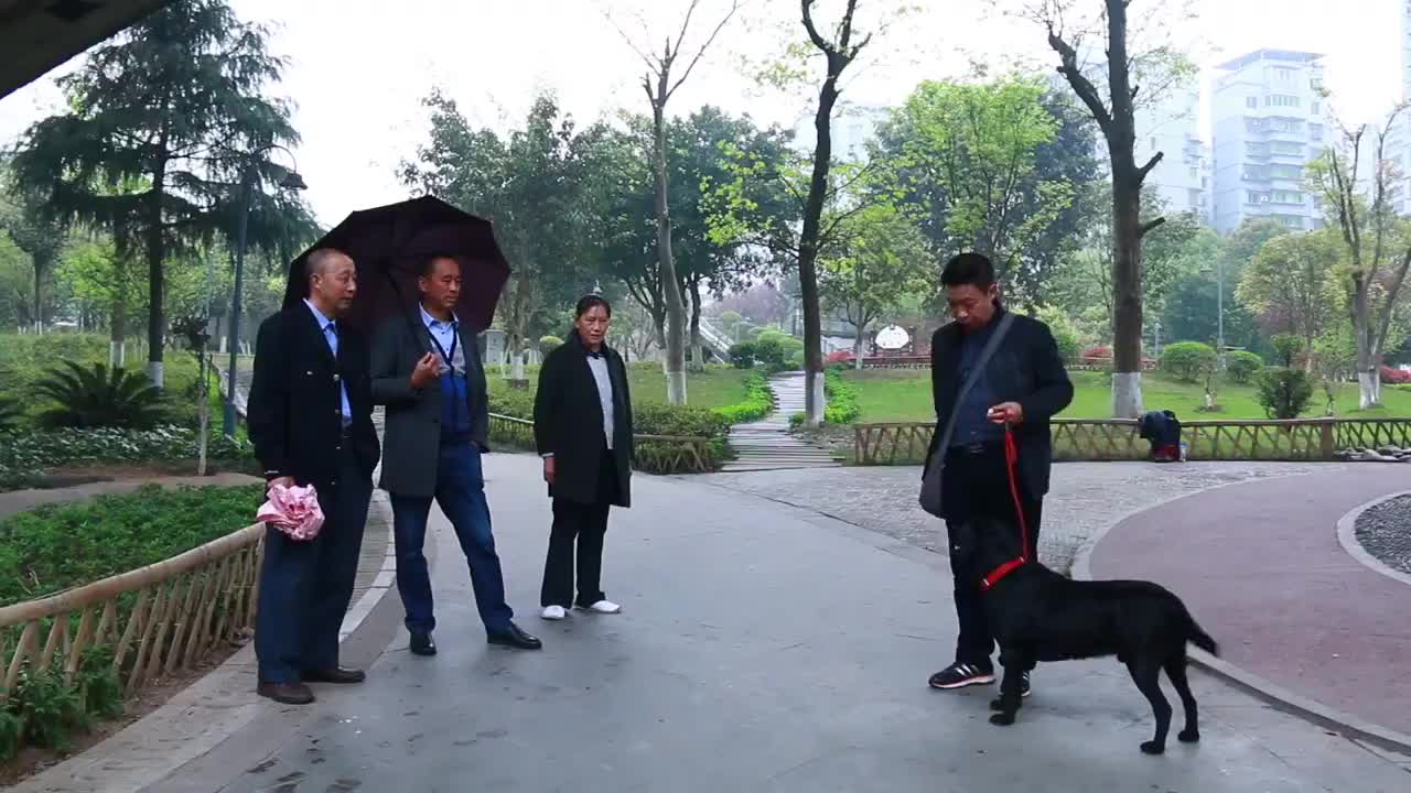 狗狗会数笔画会算数主人50万不卖