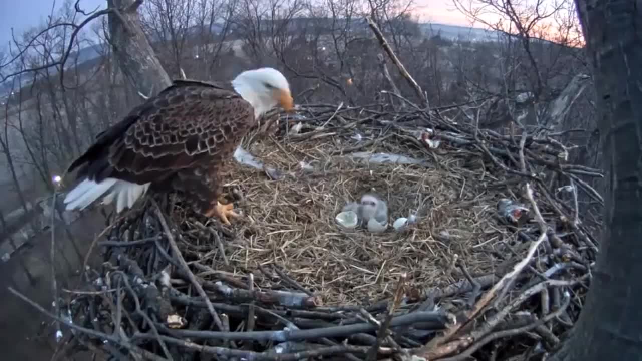老鹰又来逛鸡场了有饿鹅它也来感觉这几天老鹰都会