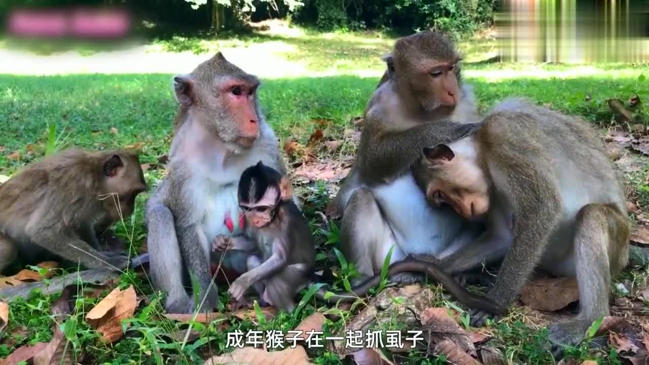 可爱的小猴子们互相抓虫挠痒痒舒服的都快睡着了