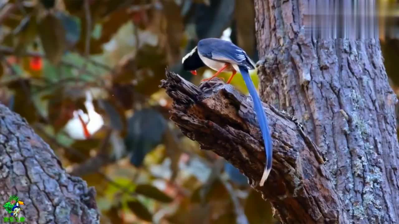 红嘴蓝鹊是一种美丽的大型鸦类,易于饲养,是重要的观赏鸟之一