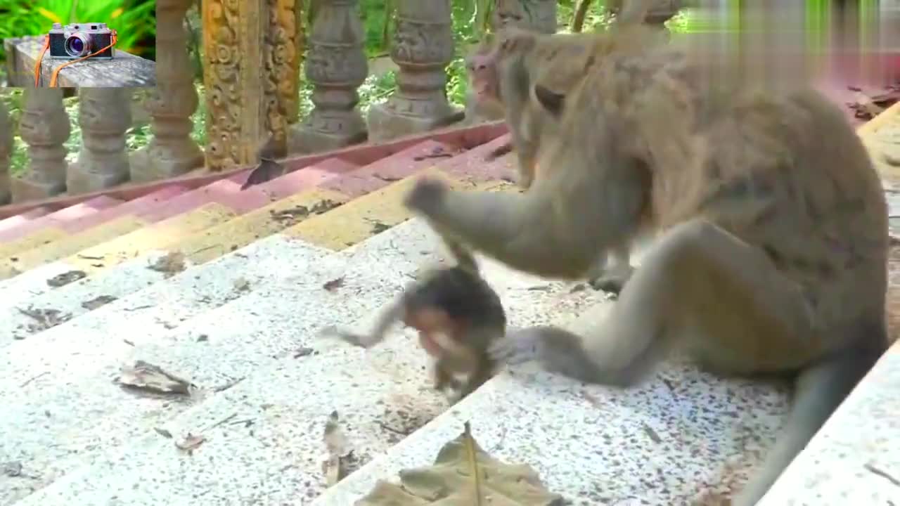 大猴子覺得受到了冒犯,抓起小猴摔幾下,太狠了