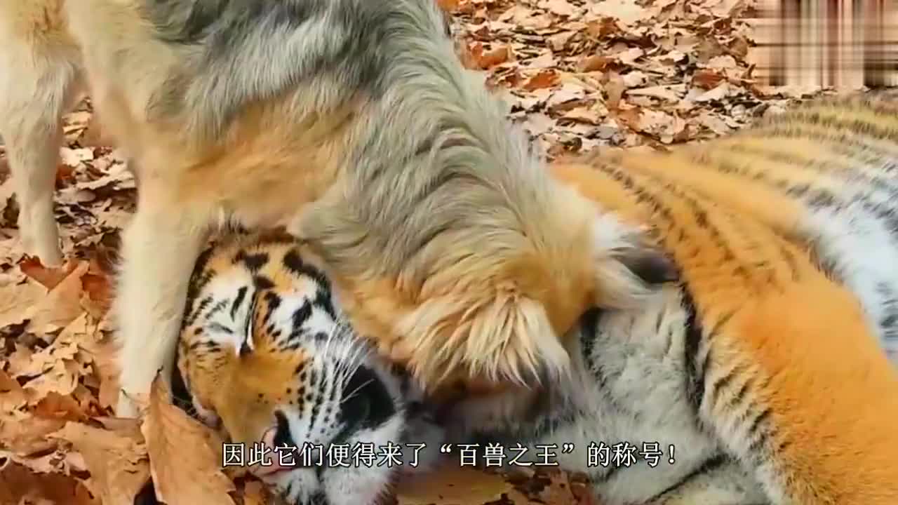 谁说老虎凶猛,当它遇上猫时,下一秒憋住别笑!