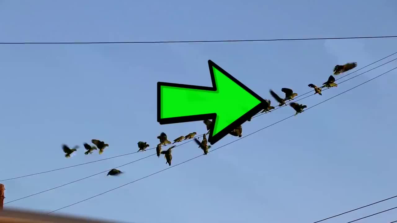 鸟群在电线上歇脚,一阵电流声划过,鸟儿就被永远的留了下来!