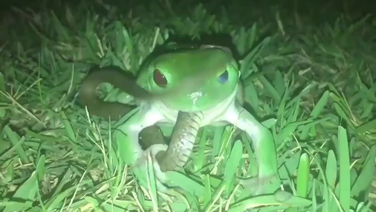 这种青蛙以捕食毒蛇为生,"杀手锏"一出,毒蛇也只能乖乖等死!