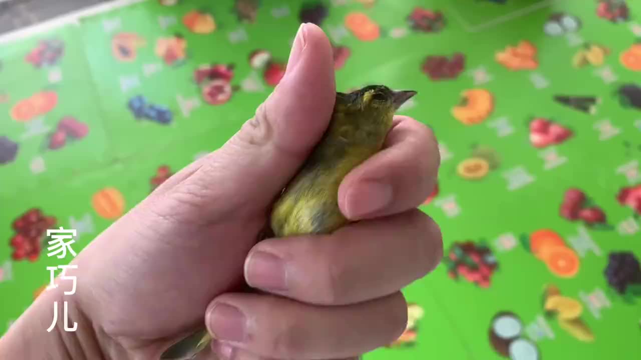 小黄雀好可爱,不舍得把它放生