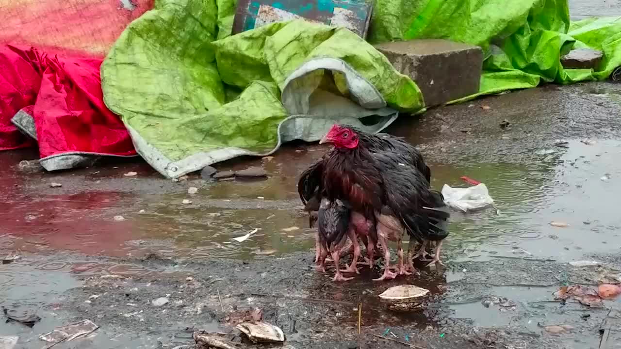 暴雨中,鸡妈妈选择用"最伟大"的方式保护幼崽,这就是爱!